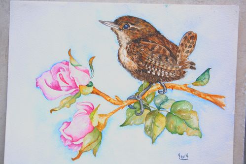Pas à pas troglodythe mignon. Exposition Aquareve-copie-1