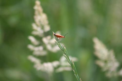 insecte-orange-s-appretant---s-envoler.jpg