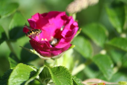 Juillet-2009_7425.jpg
