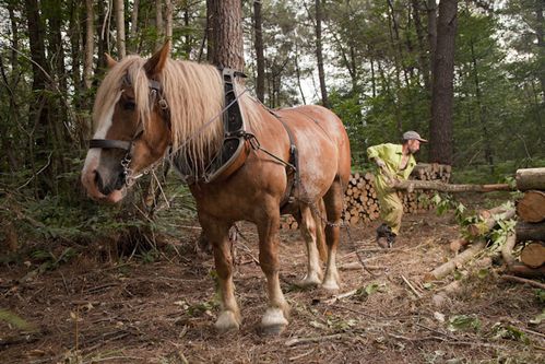 dans les bois de Chaize le Vicomte (4)