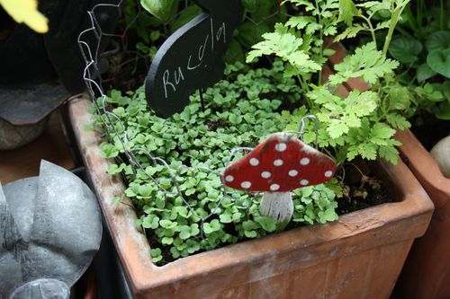 rucola