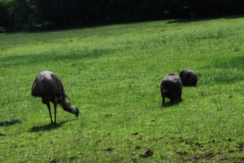 Emeu et cochons noirs à Sainte-Sabine