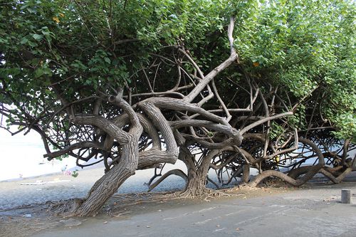 reunion arbres au bord de la plage