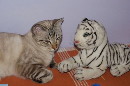 chat-004.JPG