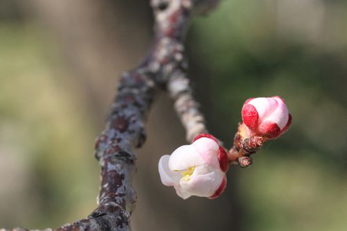 fleurs abricotier (14)