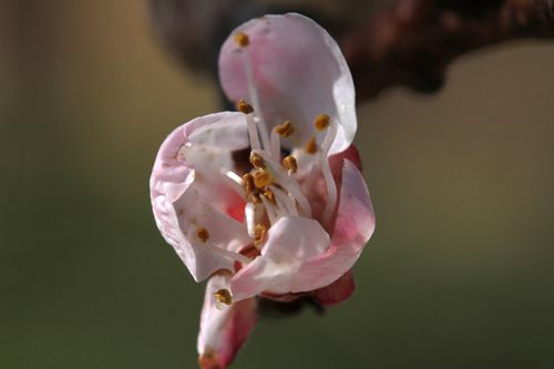 fleurs abricotier (6)
