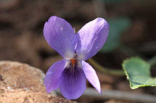 violettes (3)