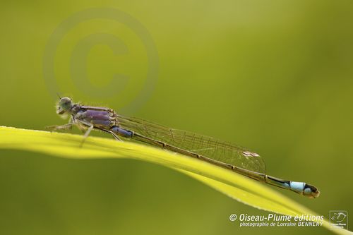 stage-photo-2013-LoirecBENNERY-Lorraine-107.jpg