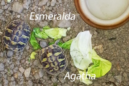 agatha-esmeralda.jpg