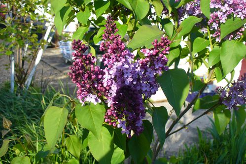 lilas mauve