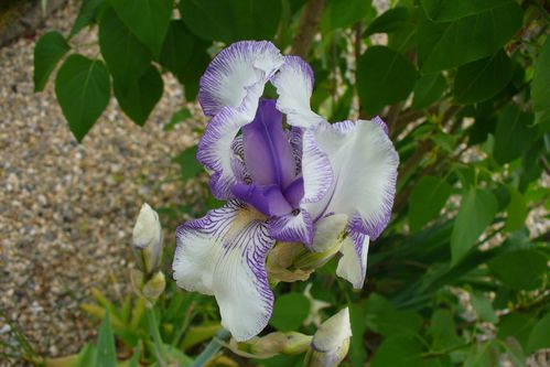 iris blanc bleu