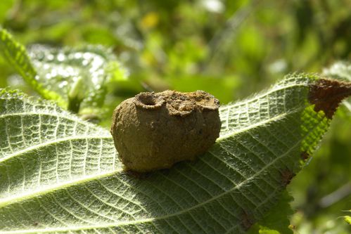 DSCN3360-copie-1.jpg