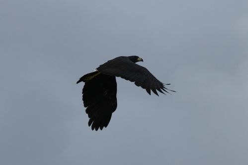 Kaw-068.JPG