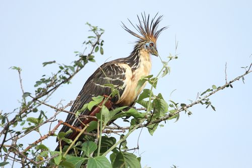 Kaw-098.JPG