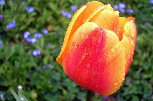 tulipe-538937.jpg