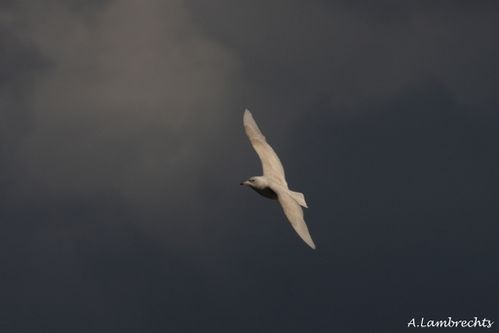 Goéland à ailes blanches H1