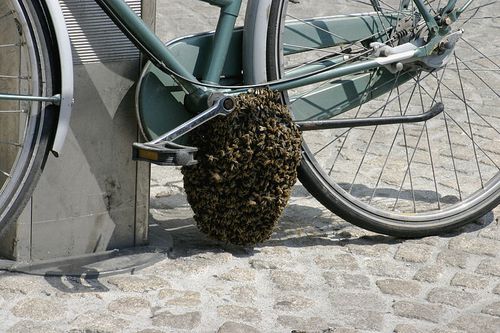 800px--_Bee_swarm_on_a_bicycle_-1-5-_-.jpg