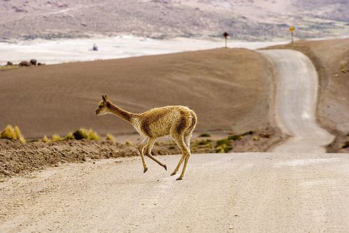 134338640pxVicuaVigogneElTatio4200mChileLucaGaluzzi2006.jpg