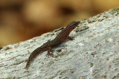 Sphaerodactylus-fantasticus.jpg