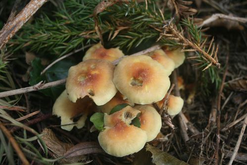Hypholome en touffes(Hypholoma fasciculare) 1