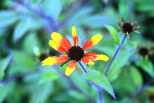 Rudbeckia-triloba--Prairie-Glow-.JPG