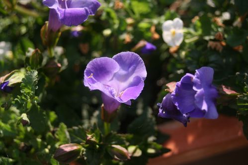 Torenia--Large-Blue-.JPG