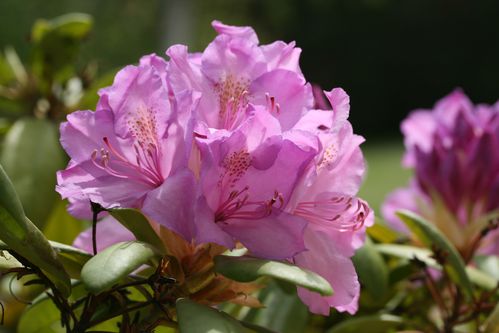 rhododendron-IMG_5926.JPG