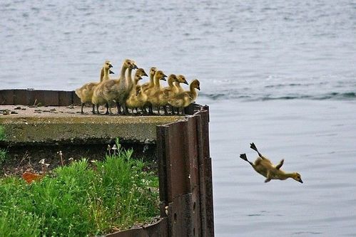 1er plongeon