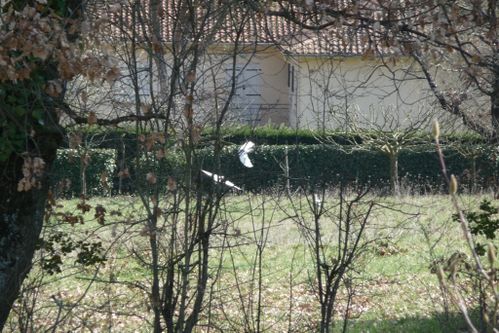 Dernieres-photos-mars-2010-004.jpg