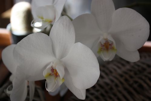photos 0011