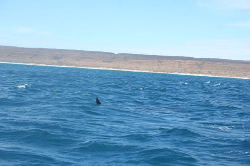 swimming with whale sharks exmouth (59)