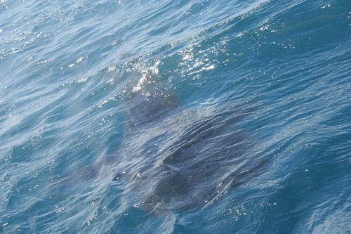 swimming with whale sharks exmouth (60)