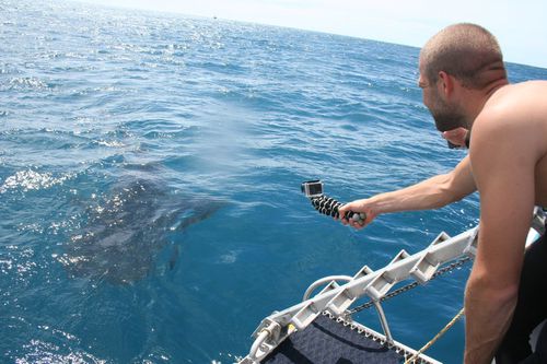 swimming with whale sharks exmouth (62)