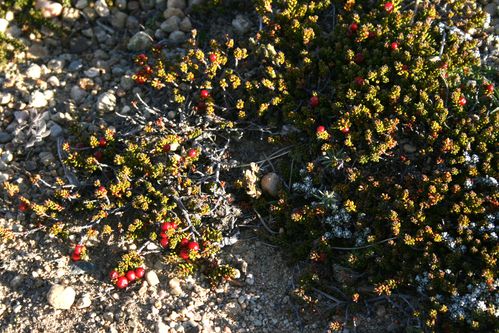 calafate-4x4-plantes4.jpg