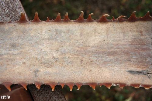 feuilles-de-palmier-011.jpg