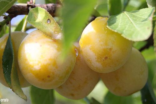 goutte-de-rosee-004.jpg