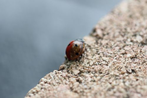 coccinelle aile noire