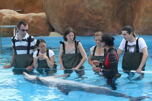 Reduction marineland rencontre avec les dauphins