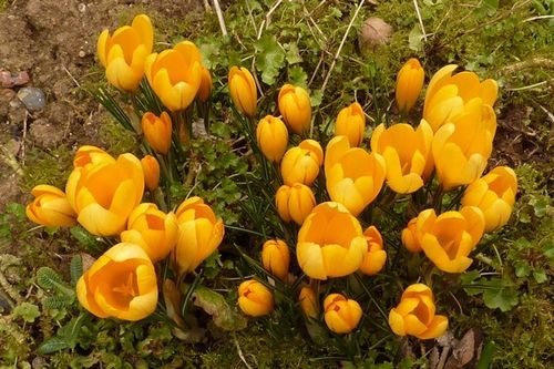 crocus jaunes