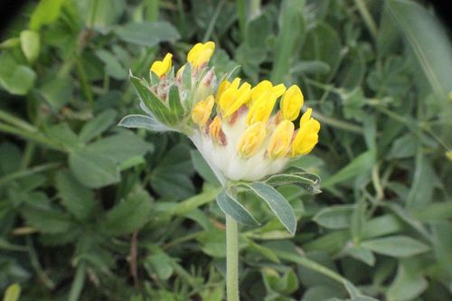 Anthyllis2