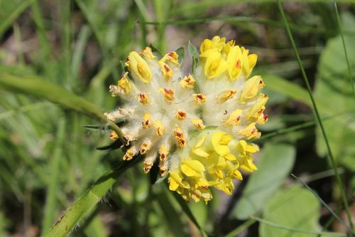 anthyllis5-copie-1.jpg