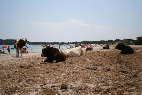 vache-3.jpg