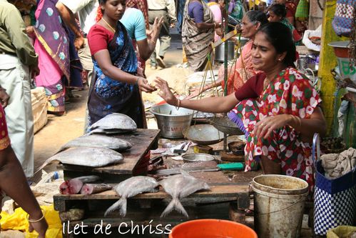 PONDI FISH 02 IDC 16.12