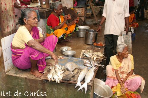 PONDI FISH 03 IDC 16.12