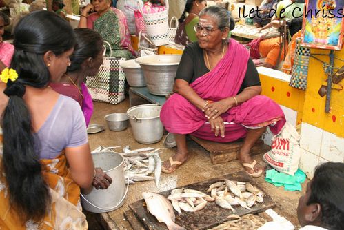 PONDI FISH 04 IDC 16.12