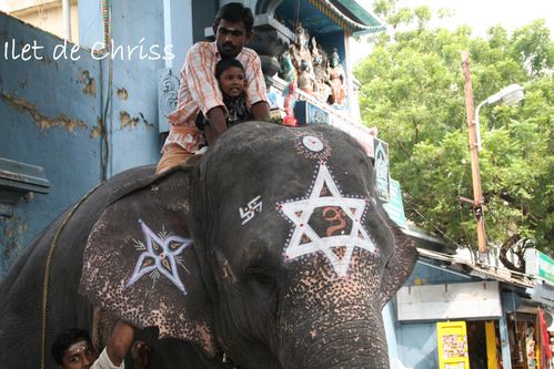 ELEPHANT TEMPLE PONDICHERI 22 IDC