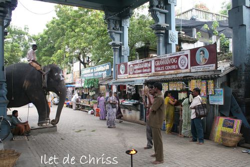 ELEPHANT TEMPLE PONDICHERI 23 IDC