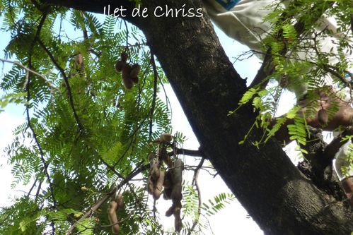 rencontre de deux hommes arbres