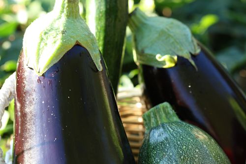 Aubergines.JPG