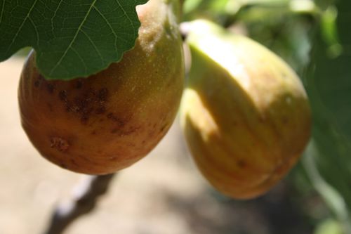 Figues-45--2-.jpg